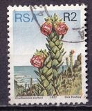 [Flora - Protea Plants, Tip PW]