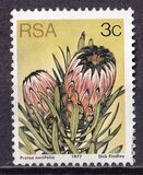 [Flora - Protea Plants, type PI1]