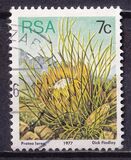 [Flora - Protea Plants, type PM1]