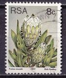 [Flora - Protea Plants, type PN1]