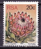 [Flora - Protea Plants, type PO1]