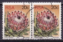 [Flora - Protea Plants, type PO1]