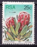 [Flora - Protea Plants, type PS1]