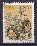 [Flora - Protea Plants, type PT1]