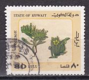 [Desert Plants, 類型 UP]