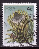 [Flora - Protea Plants, тип PJ]