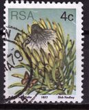 [Flora - Protea Plants, тип PJ]
