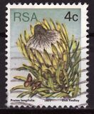 [Flora - Protea Plants, тип PJ]