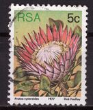 [Flora - Protea Plants, тип PK]