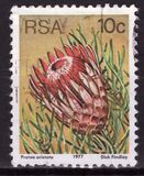 [Flora - Protea Plants, тип PP]