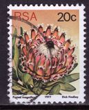 [Flora - Protea Plants, тип PR]