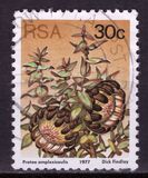 [Flora - Protea Plants, тип PT]
