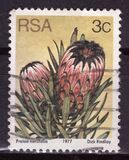 [Flora - Protea Plants, type PI1]