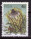 [Flora - Protea Plants, тип PJ]