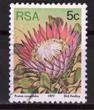 [Flora - Protea Plants, тип PK]