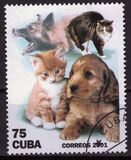 [Cats and Dogs, Tipi GLF]