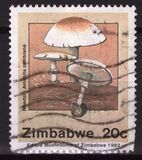 [Edible Mushrooms, ประเภท IM]