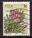 [Flora - Protea Plants, type PG]