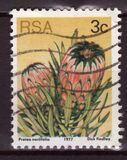 [Flora - Protea Plants, type PI]