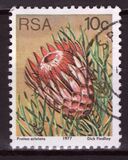 [Flora - Protea Plants, type PP]