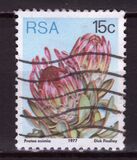 [Flora - Protea Plants, type PQ]