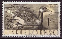 [Water Birds, タイプ ZC]