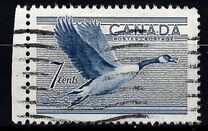 [Birds - Canada Goose, típus GD]