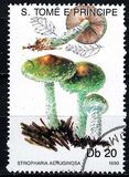 [Fungi, tyyppi ABA]