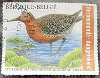 [Birds - Kanoetstrandloper - Red Knot - Registered Letter Stamp, type XLY]
