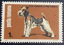 [Dog Show "Canina", type FFT]