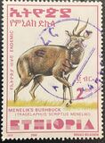 [Menelik´s Bushbuck, typ AZF19]