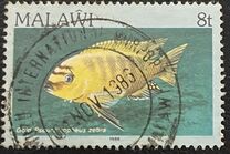 [Fish, tip MJ]