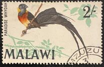 [Birds, type BS]