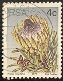 [Flora - Protea Plants, type PJ]