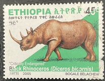 [Rinoceronte. Diceros bicornis., tipo BDR8]