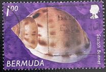 [Shells, type AAN]