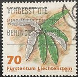 [Ferns, type AKN]