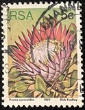[Flora - Protea Plants, tyyppi PK]
