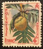 [Breadfruit, tip I]