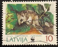 [The Fat Dormouse, type EY]