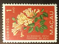 [Indigenous Flowers, Tipi CI]