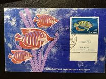 [Red Sea Fish, type IN]