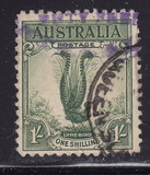 [Superb Lyrebird, Typ N]