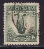 [Superb Lyrebird, Typ N]