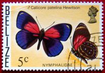 [Butterflies of Belize, Tip N]