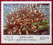 [Corals, प्रकार BLC]