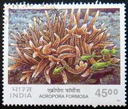 [Corals, प्रकार BLC]