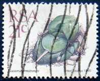 [Succulents, Tip ZW]