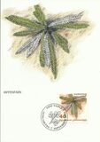 [Ferns, jenis AKL]