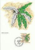 [Ferns, jenis AKN]